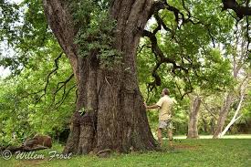 Image result for Diospyros mespiliformis