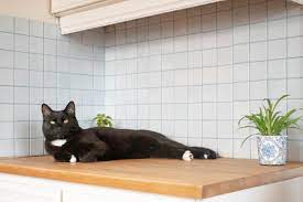 Svd.pet pet training mat, 60 x 12, pet shock pad, dogs & cats electronic repellent mat for indoor, 3 training modes, 5 levels, pet safe auto power off, keep dog off couch 4.3 out of 5 stars 432 1 offer from $37.99 How To Keep Your Cat Off The Kitchen Counters