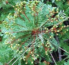 Image result for Kirkia