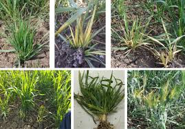 Image result for Rhynchosia micrantha