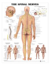 Pin On Laser Spine Surgery