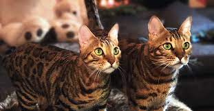 Maybe you would like to learn more about one of these? Katzen Challenge Bei Apecrime Featured