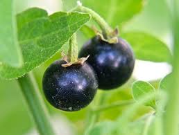 Image result for Solanum americanum