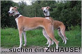 Careto wartet auf einer pflegestelle im kanton aargau auf sein neues zuhause. Magyar Agar Windhunde Suchen Ein Neues Zuhause Diese Magya Flickr