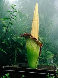 • the corpse flower uses its foul smell to attract pollinators which typically feed on dead animals. Stop And Smell The Corpse Flower Corpse Flower Titan Arum Corpse Flower Bloom