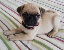 Properly educating yourself on care of your pug puppy is essential is raising rather than overload you with tons of pug information on a single page, we've instead split up our pug puppy learning center into a number of. Pugs In Maine Small Wonders Pugs Maine