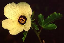 Image result for Hibiscus rhabdotospermus