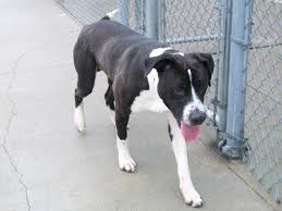 Black And White Boston Terrier Pitbull Mix Black And White Beagle Pit Mix Looks Just Like My Baby Panda Bear Black And White Beagle Boxer Lab Mixes White Pitbull