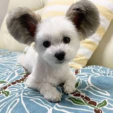 They make great house dogs and have friendly behavior with humans of all age. Dog With Giant Fluffy Ears Looks Just Like A Real Life Mickey Mouse