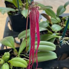Image result for Bulbophyllum