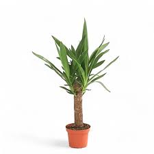 Image result for yucca gigantea en casa