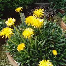 Image result for Hereroa glenensis