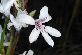 Image result for Babiana bainesii