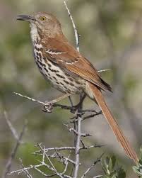 Brown Birds That Look Like Cardinals Brown Thrasher Brown Thrasher Thrasher Bird Thrasher