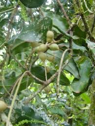 Image result for Macadamia aff. integrifolia