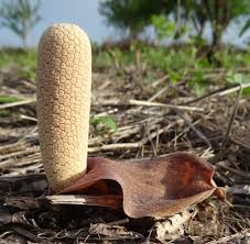 Image result for Gonatopus clavatus