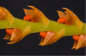 Image result for Bulbophyllum fuscum