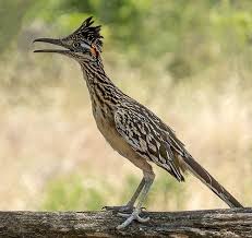 Birds That Start With Letter I 10 Charming Animals Whose Names Begin With The Letter R Road Runner Beautiful Birds Pet Birds