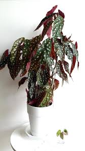 Image result for Begonia elaeagnifolia