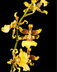 Image result for Polystachya cultriformis (yellow-flowered form)