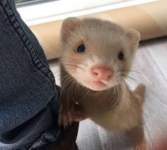 Top 500+ Ferret Names (Cute, Funny, & Cool Names!) | PetPress | Funny  ferrets, Pet ferret, Cute ferrets