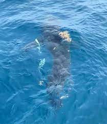 The city is most commonly referred to as the fort in reference to the old fort on indian river drive. Great White Shark Seen By Anglers Off Fort Pierce Sunday
