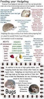 What Can You Feed A Hedgehog Hedgehog Care Baby Hedgehog Hedgehog Pet