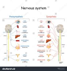 How to drive stick shift diagram. Sympathetic And Parasympathetic Nervous System Difference Diagram With Connected Inner Org Parasympathetic Nervous System Nervous System Human Nervous System