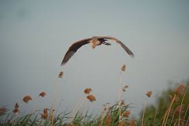 Hidegfront : ce qu'il faut savoir