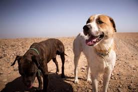 Therefore, if your male dog is courageous or if it participates in shows and always gets good results, this is a good alternative to keep in mind. Arabic Dog Names Male And Female Over 170 Ideas With Meaning
