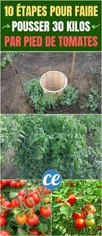 10 Etapes Simples Pour Faire Pousser Entre 15 Et 30 Kilos Par Pied De Tomates Jardin De Tomates Cultiver Des Tomates Pied De Tomate