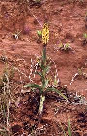 Image result for Disa woodii