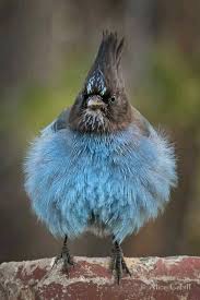 bad feather day front view of a blue jay fluffing his feathers taken in yosemite national park ca credit alice cahill pet birds animals animals beautiful blue jay fluffing his feathers taken