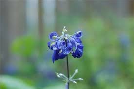 Blue Flowers Names And Pictures Name Of This Blue Flower Plant Identification Flowers Names And Pictures Blue Flower Names Flower Names
