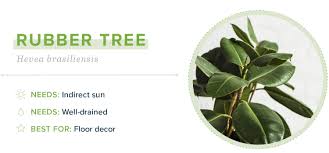 To avoid the leaf colour from fading, choose a location that receives indirect sunlight. 21 Small Indoor Plants For Apartment Living Proflowers