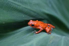 File Red Poison Dart Frog Jpg Wikimedia Commons