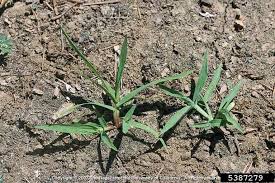 Image result for Digitaria complanata