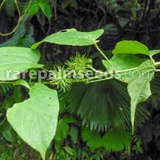 Image result for Dalechampia