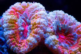 Red coral represent the planet mars, mars is known as chief in commander among all planet. Could Fake Coral Materials Clean Up Our Oceans Materialdistrict