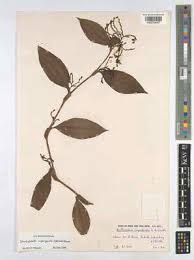 Image result for Stanfieldiella