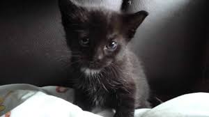 From choosing an oriental shorthair kitten, to understanding and caring for oriental shorthair cats. Kitten Oriental Shorthair Black Novocom Top