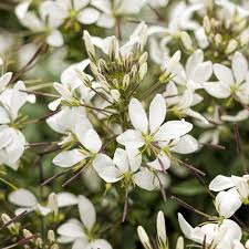 Image result for Cleome