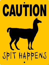 Pin On Alpacas Llamas