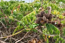 Image result for Guilandina bonduc