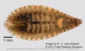 Image result for Gilgiochloa