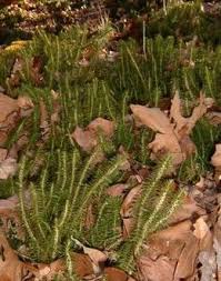 Image result for Huperzia afromontana