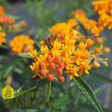 Image result for Asclepias aurea