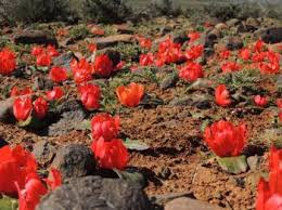 Image result for Daubenya