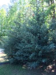 Maybe you would like to learn more about one of these? Carolina Sapphire Cypress Trees Have Foliage That Emerges Powder Blue And Is Then Blue Green Chasingtrees