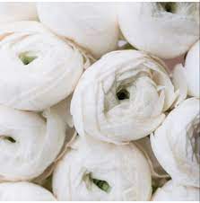White Ranunculus Ranunculus Wedding Flowers Flowers Near Me Bulk Flowers White Ranunculus Ranunculus Ranunculus Flowers